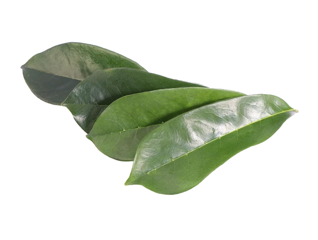 Blätter der Stachelannone