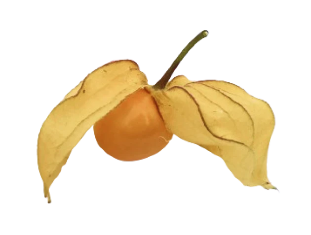 Physalis premium